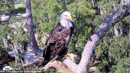 NE Florida Eagles Live Webcam - Sep 13, 2026, 3:25pm EDT