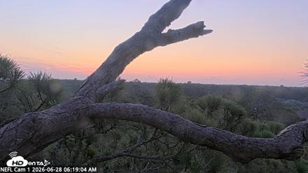 NE Florida Eagles Live Webcam - Jun 28, 2026, 6:20am EDT