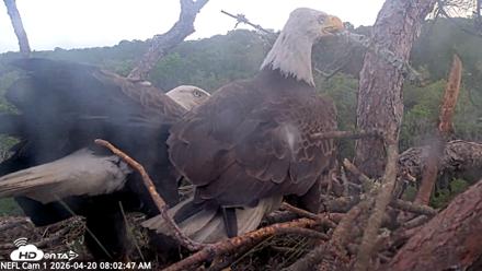 NE Florida Eagles Live Webcam - Apr 20, 2026, 8:03am EDT