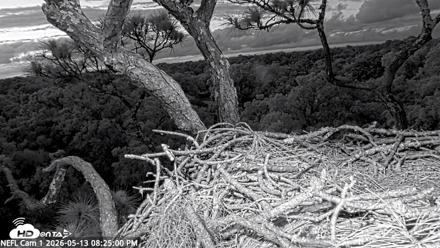NE Florida Eagles Live Webcam - May 13, 2026, 8:25pm EDT