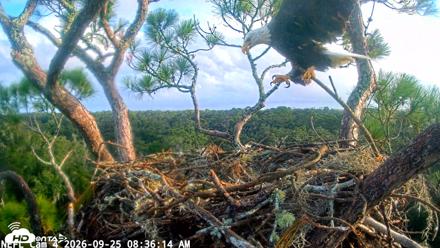 NE Florida Eagles Live Webcam - Sep 25, 2026, 8:36am EDT