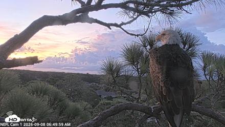 NE Florida Eagles Live Webcam - Sep 8, 2026, 6:50am EDT