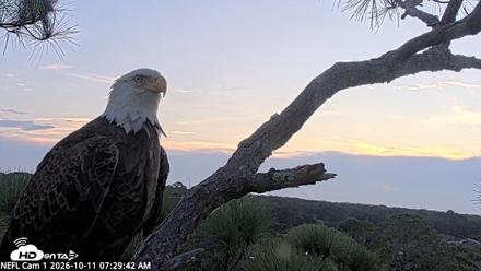 NE Florida Eagles Live Webcam - Oct 11, 2026, 7:30am EDT