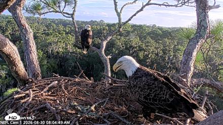 NE Florida Eagles Live Webcam - Aug 30, 2026, 8:05am EDT