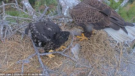 NE Florida Eagles Live Webcam - Feb 11, 2026, 1:36pm EST