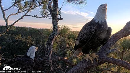 NE Florida Eagles Live Webcam - Sep 6, 2026, 7:18am EDT
