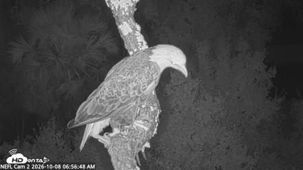 NE Florida Eagles Live Webcam - Oct 8, 2026, 6:57am EDT