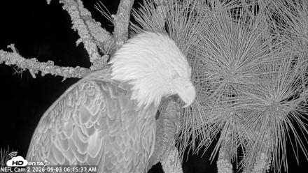NE Florida Eagles Live Webcam - Sep 3, 2026, 6:16am EDT