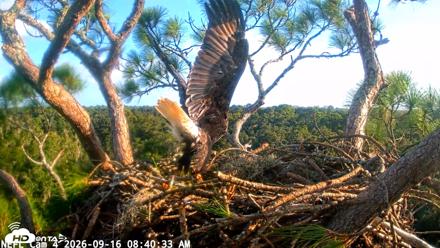 NE Florida Eagles Live Webcam - Sep 16, 2026, 8:41am EDT