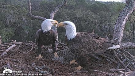 NE Florida Eagles Live Webcam - Sep 4, 2026, 6:44am EDT