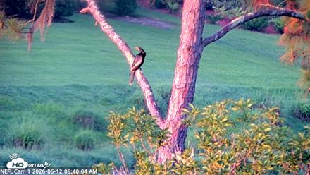 NE Florida Eagles Live Webcam - Jun 12, 2026, 6:40am EDT