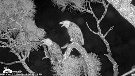 NE Florida Eagles Live Webcam - Sep 13, 2026, 6:30am EDT
