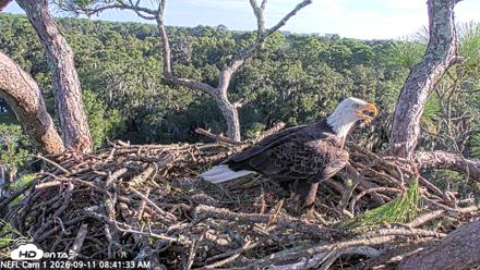 NE Florida Eagles Live Webcam - Sep 11, 2026, 8:42am EDT