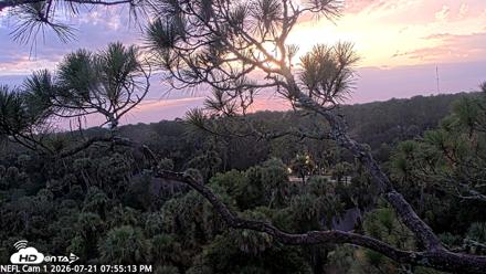 NE Florida Eagles Live Webcam - Jul 21, 2026, 7:56pm EDT