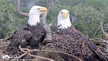 NE Florida Eagles Live Webcam - Sep 25, 2026, 9:17am EDT