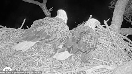 NE Florida Eagles Live Webcam - Sep 4, 2026, 5:35am EDT