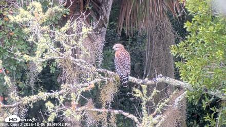 NE Florida Eagles Live Webcam - Oct 6, 2026, 3:50pm EDT
