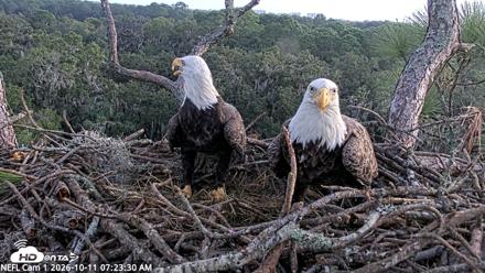 NE Florida Eagles Live Webcam - Oct 11, 2026, 7:24am EDT