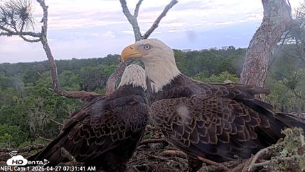 NE Florida Eagles Live Webcam - Apr 27, 2026, 7:32am EDT
