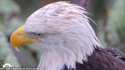 NE Florida Eagles Live Webcam - Aug 20, 2026, 6:58pm EDT