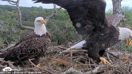 NE Florida Eagles Live Webcam - Oct 10, 2026, 10:07am EDT