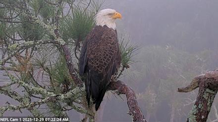 NE Florida Eagles Live Webcam - Dec 29, 2025, 7:23am EST