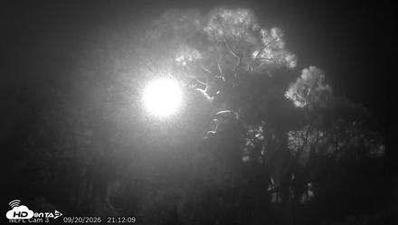 NE Florida Eagles Live Webcam - Sep 20, 2026, 9:12pm EDT