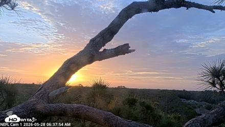 NE Florida Eagles Live Webcam - May 28, 2026, 6:38am EDT