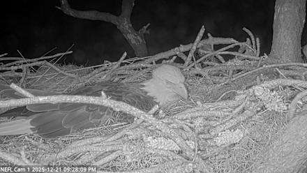 NE Florida Eagles Live Webcam - Dec 21, 2025, 9:29pm EST