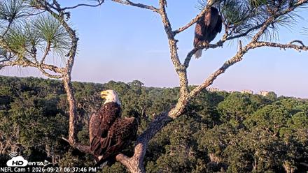 NE Florida Eagles Live Webcam - Sep 27, 2026, 6:38pm EDT