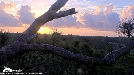 NE Florida Eagles Live Webcam - May 27, 2026, 6:45am EDT