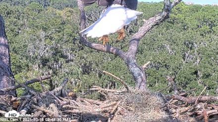 NE Florida Eagles Live Webcam - Oct 16, 2026, 2:49pm EDT