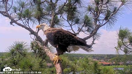 NE Florida Eagles Live Webcam - May 17, 2026, 11:04am EDT