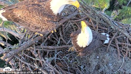 NE Florida Eagles Live Webcam - Oct 1, 2026, 7:46am EDT