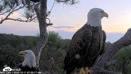NE Florida Eagles Live Webcam - Oct 11, 2026, 7:31am EDT