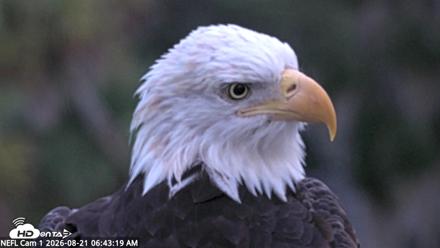 NE Florida Eagles Live Webcam - Aug 21, 2026, 6:44am EDT