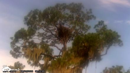 NE Florida Eagles Live Webcam - Jun 20, 2026, 8:53am EDT