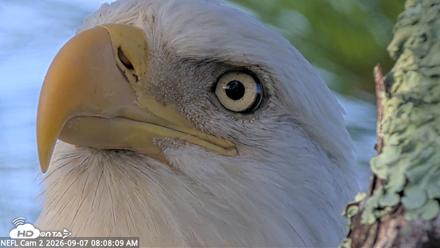 NE Florida Eagles Live Webcam - Sep 7, 2026, 8:09am EDT