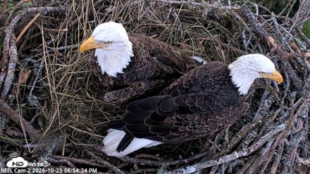 NE Florida Eagles Live Webcam - Oct 23, 2026, 6:55pm EDT