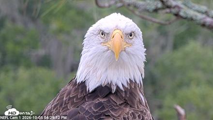 NE Florida Eagles Live Webcam - Oct 5, 2026, 4:30pm EDT