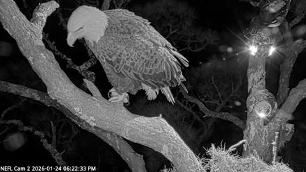 NE Florida Eagles Live Webcam - Jan 24, 2026, 6:23pm EST