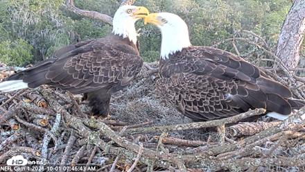 NE Florida Eagles Live Webcam - Oct 1, 2026, 7:47am EDT