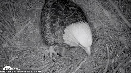 NE Florida Eagles Live Webcam - Sep 16, 2026, 6:30am EDT