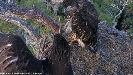 NE Florida Eagles Live Webcam - Mar 18, 2026, 7:23am EDT