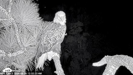 NE Florida Eagles Live Webcam - Aug 16, 2026, 12:33am EDT