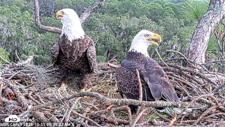 NE Florida Eagles Live Webcam - Oct 11, 2026, 9:36am EDT