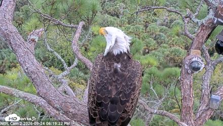 NE Florida Eagles Live Webcam - Sep 24, 2026, 6:20pm EDT