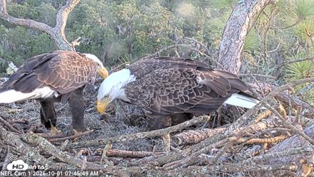 NE Florida Eagles Live Webcam - Oct 1, 2026, 7:46am EDT