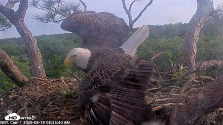 NE Florida Eagles Live Webcam - Apr 19, 2026, 8:26am EDT