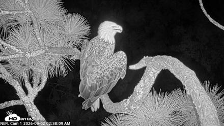 NE Florida Eagles Live Webcam - Sep 2, 2026, 2:39am EDT